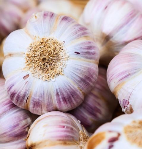 Sadbový cesnak Germidour, nepaličiak 3 ks, 50 - 60 mm