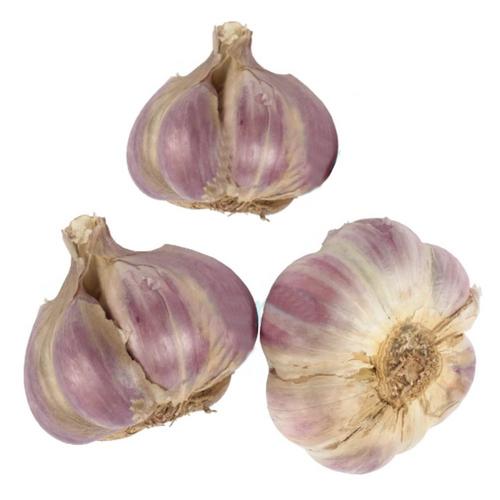 Sadbový cesnak Otakar, skorý paličiak 4 ks